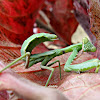 Giant Asian Mantis