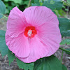 Hardy Hibiscus, Swamp Rose Mallow