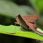 Skipper