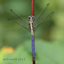 Tri-coloured Marsh Hawk (Immature Male)