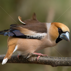 Coccothraustes coccothraustes by Dragomir Taborin - Animals Birds