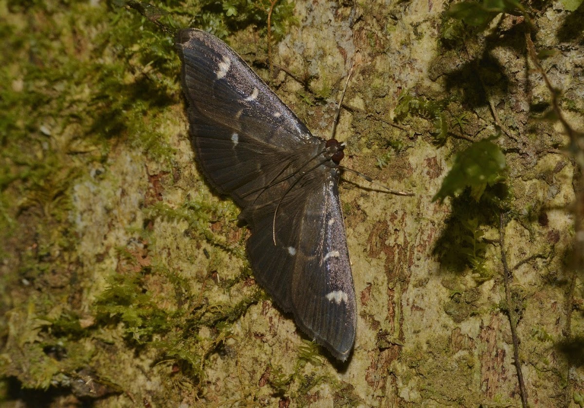 Moth/Butterfly