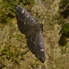 Moth/Butterfly