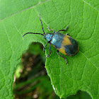Manzanita Leaf Beetle