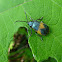 Manzanita Leaf Beetle