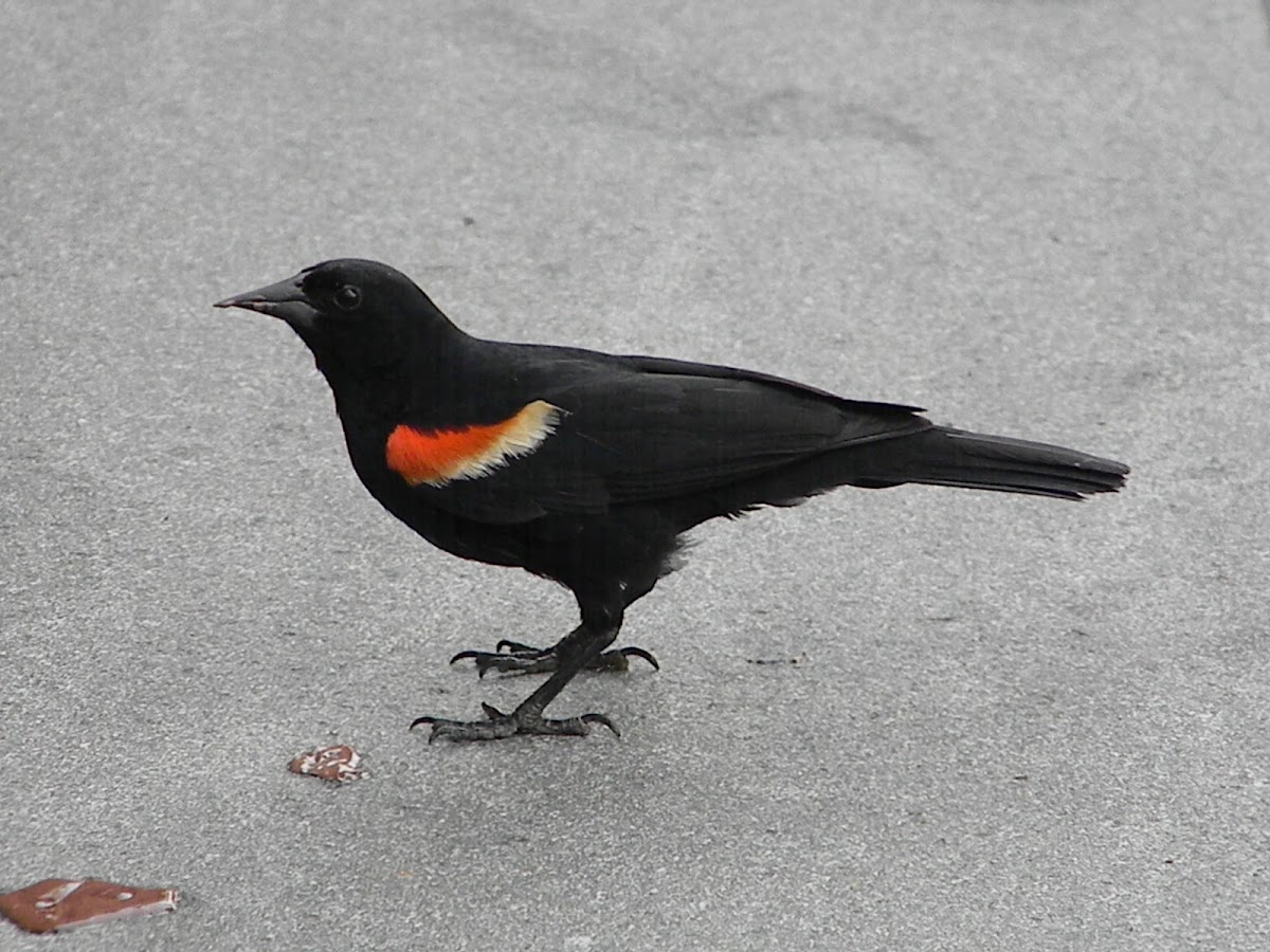 tordo sargento - red winged black bird