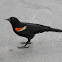 tordo sargento - red winged black bird