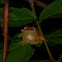 Hourglass Treefrog