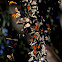 Monarch Butterflies