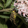 Scorpionfly eating fly