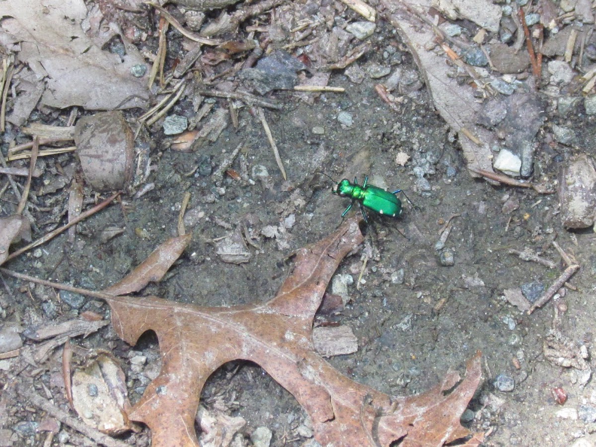 Six- Spotted Tiger Beetle