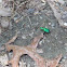 Six- Spotted Tiger Beetle