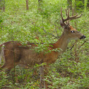 White-tailed Deer (Bucks)