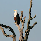 African Fish Eagle