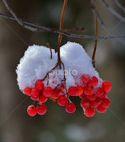 Snow capped. by Carolyn Kernan - Nature Up Close Other plants