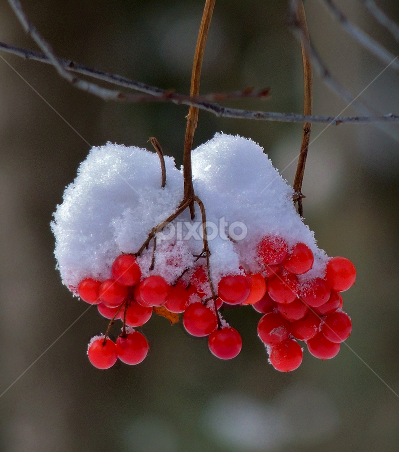 Snow capped. by Carolyn Kernan - Nature Up Close Other plants