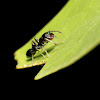 Black Ant Mimic Jumping Spider