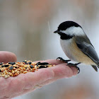 Black-capped Chickadee