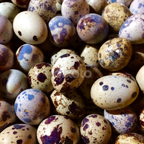 Egg of Koel by Shadat Hossain - Instagram & Mobile iPhone