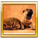 Dogs Best Live Wallpaper