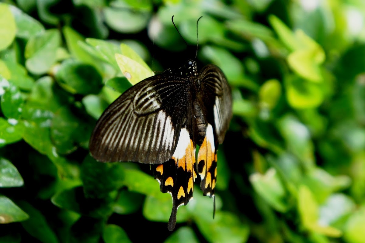 Common Mormon Butterfly (female)