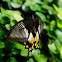 Common Mormon Butterfly (female)