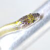 yellow-speckled wolf snake