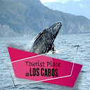 Cabo Tourist App | Brady Bunte mobile app icon