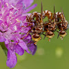 Thick-headed Flies