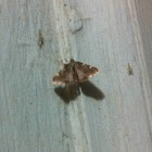 Moth