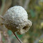 Vespa oleira, ninho (Potter wasp, nest)