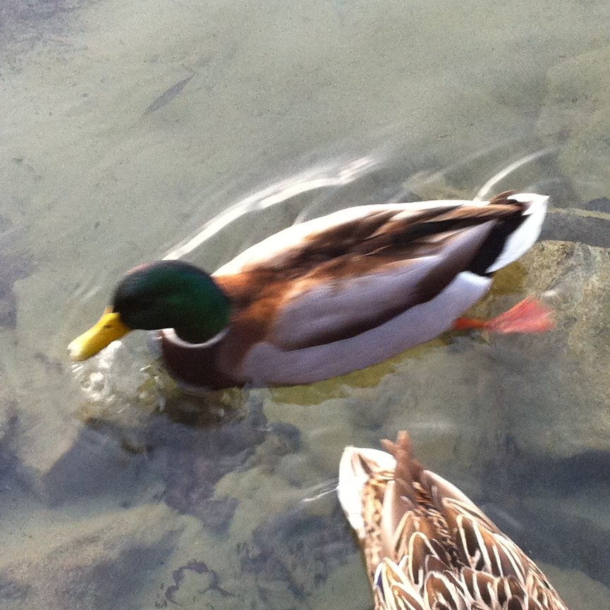 Mallard Duck (male)