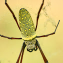 Batik Orb Web Spider