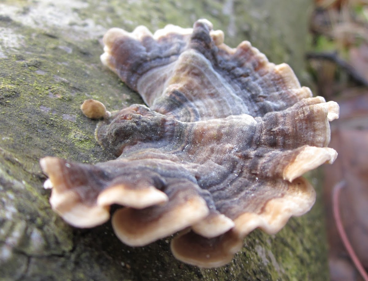 Manyzoned Polypore or Turkeytail