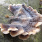 Manyzoned Polypore or Turkeytail