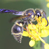 Potter Wasp with pollen
