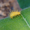 28 Spotted Potato Ladybird Larvae