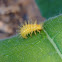 28 Spotted Potato Ladybird Larvae