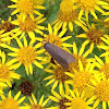 Yellow collared scape moth