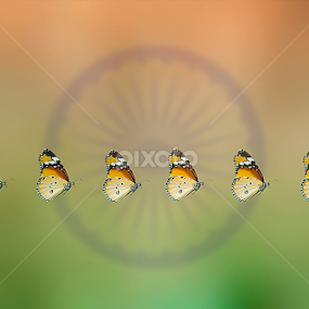 Discipline by હિરેન જોષી - Animals Insects & Spiders