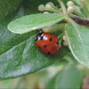 Seven-spotted Ladybug