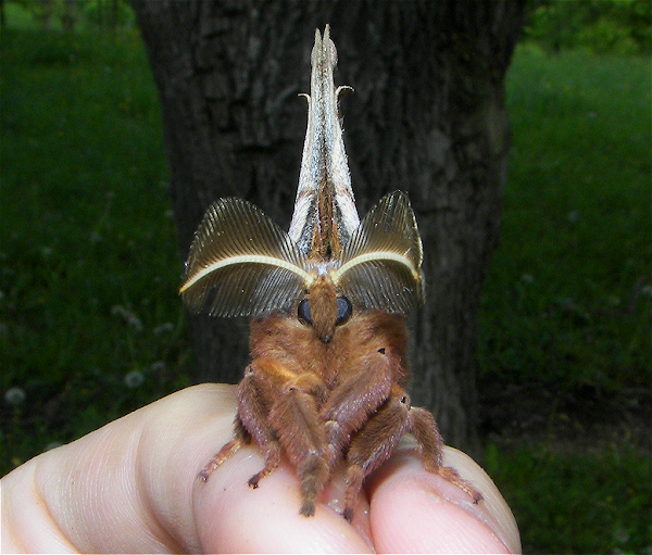 Polyphemus Moth | Project Noah