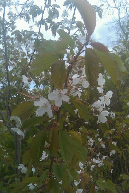 Semi dwarf cherry tree blossoms