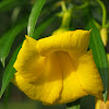 Yellow Oleander / Lucky nut