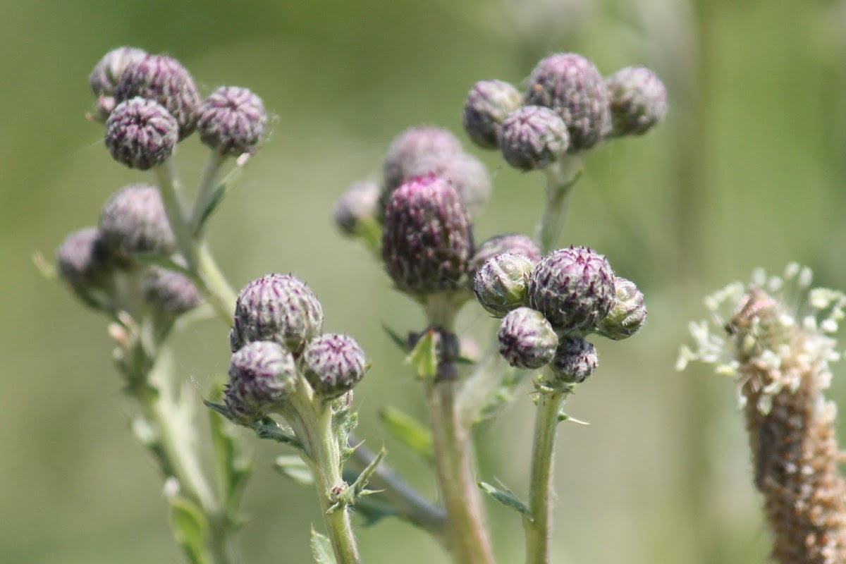 Canadian thistle