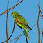 Red-winged Parrot (female)