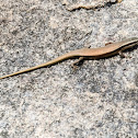 Skink