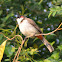 Red Whiskered Bulbul