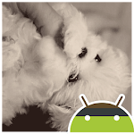 Cover Image of Download Cute Puppy Live Wallpaper  APK