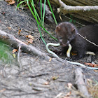 Mustela frenata -  Long-tailed Weasel